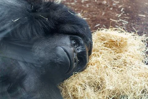 Gorilla resting on straw at zoo while visitors observe from behind glass du.. Stock Photos