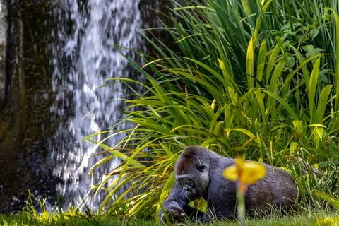 Gorilla resting by a Waterfall Stock Photos