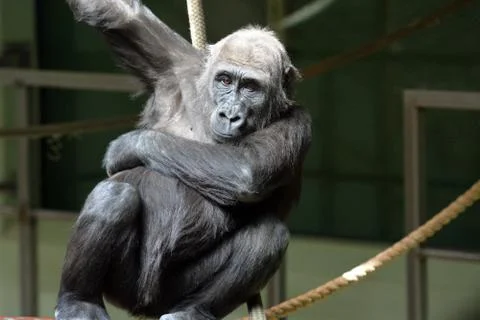 Gorilla on rope Stock Photos