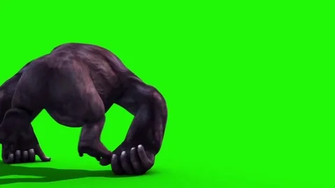 Gorilla Run Back Animals 3D Rendering Green Screen Animation Stock-Footage 73588950