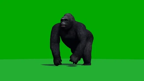 Gorilla running  2 - green screen - loop Video stock 77676881