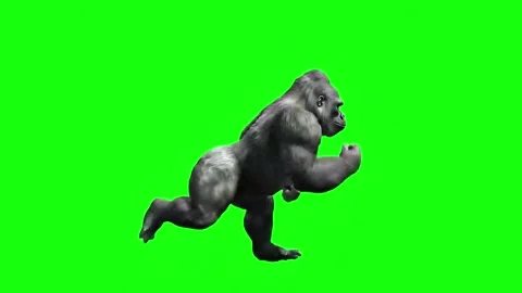 Gorilla running continuously side view Video stock 318390938