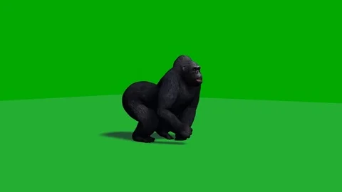 Gorilla running - green screen - loop Stock Footage 77676517