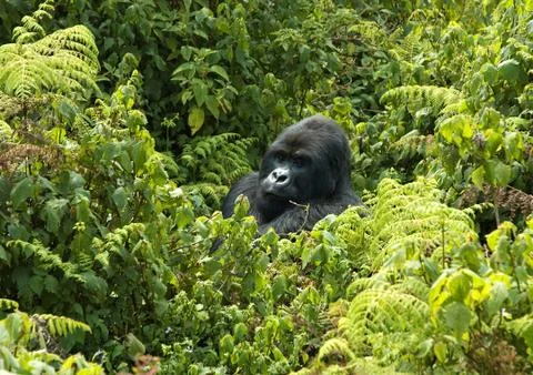 Gorilla in Rwanda Stock Photos