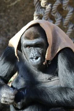 Gorilla with sack on head Stock Photos