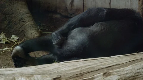 Gorilla scratching his butt Stock Footage 109507348