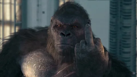 Gorilla showing middle finger. Vidéo 266400166