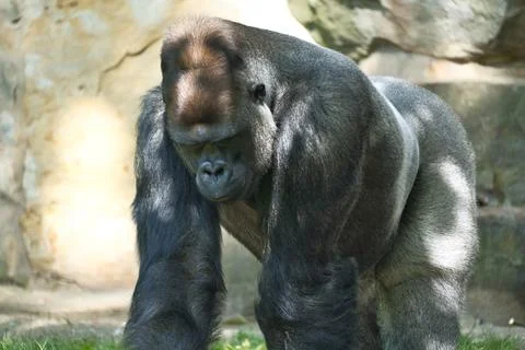 Gorilla, Silver back. The herbivorous big ape is impressive and strong. Stock Photos