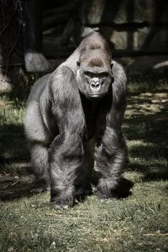 Gorilla, Silver back. The herbivorous big ape is impressive and strong. Stock Photos