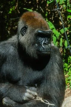 Gorilla sits in the sun Foto stock