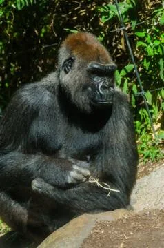 Gorilla sits in the sun Foto stock