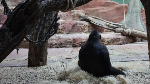 Gorilla sits in the zoo Stock Footage 287927455