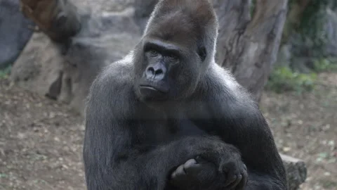 Gorilla sitting among the plants.  Stock Footage 148885776