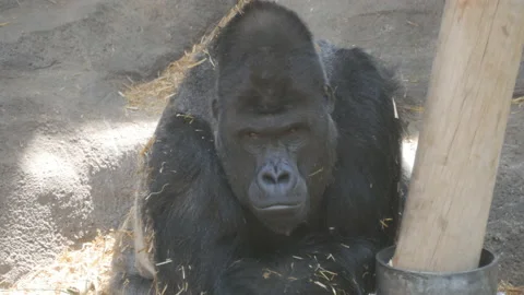 A gorilla sitting and resting. Video stock 100821260