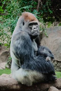 Gorilla sitting calmly on a log looking at the camera. Stock Photos