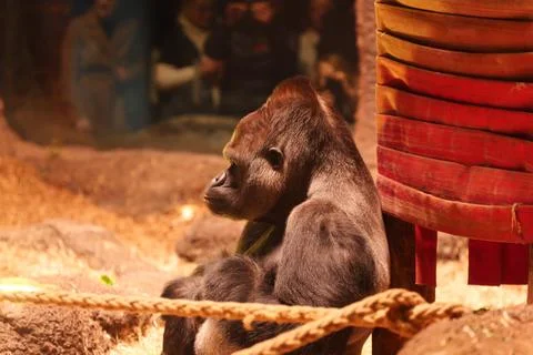 Gorilla sitting in a cave. Fotos de archivo