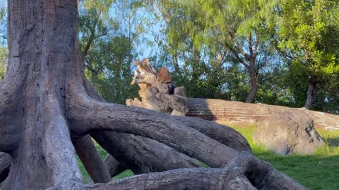 Gorilla sitting in a clearing and leaning, zoo Valencia Stock Footage 317461671