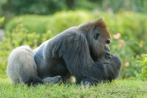 Gorilla sitting on grass Stock Photos