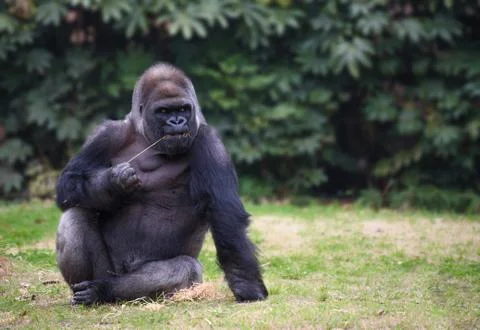 Gorilla sitting on a grass 写真素材