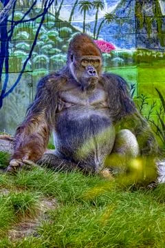 A Gorilla sitting on the grass Foto stock
