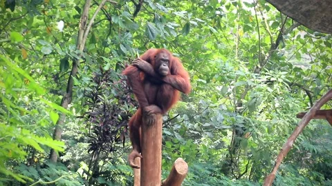 A gorilla sitting relaxed on a tree trunk Video stock 221827487