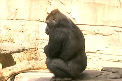 Gorilla Sitting on a Rock 動画素材 10704358
