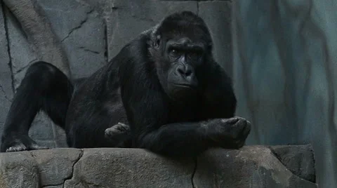 Gorilla sitting on a rock Stock Footage 50140819