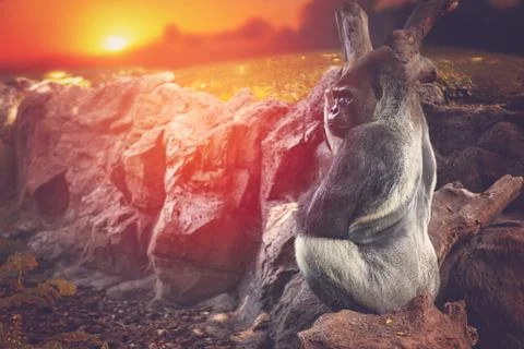 Gorilla sitting on a rock Stock Photos