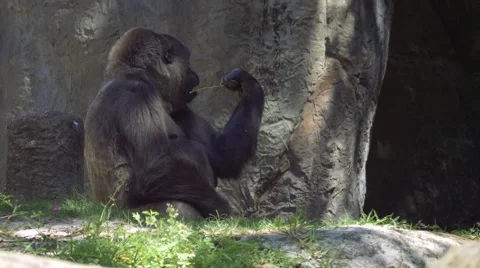 Gorilla sitting in shade and chewing on stick Stock Footage 62067562