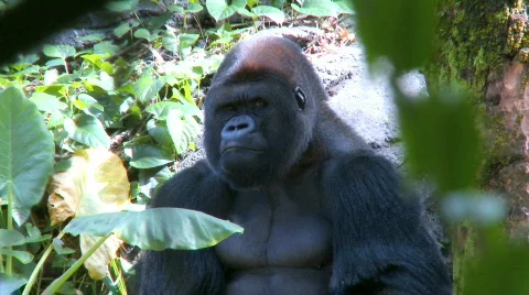 Gorilla Sitting in the Shade Stock Footage 289595