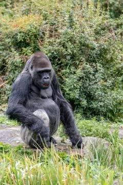 Gorilla is sitting on a stone Stock Photos