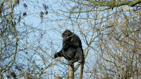 A Gorilla Sitting at the Top of a Tree Video stock 47007733