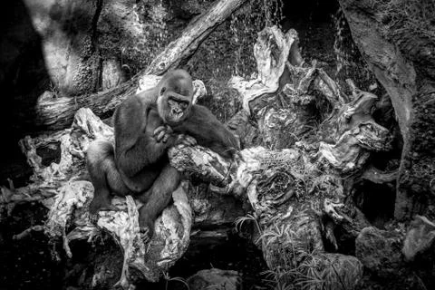 Gorilla sitting in a tree trunk Stock Photos