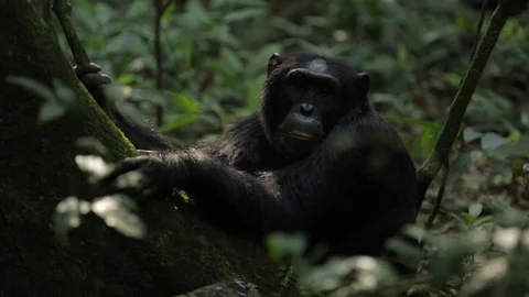 Gorilla sitting under a tree in the forest, Congo, Central Africa Stock Footage 103806247
