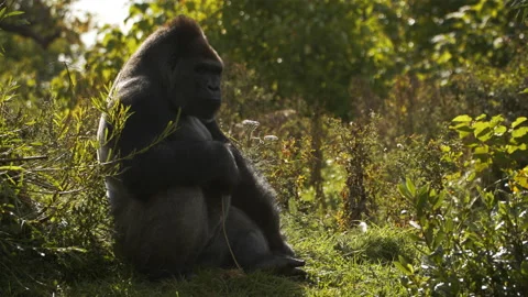 Gorilla sitting while holding stick Stock Footage 162482643