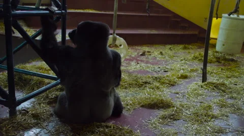 Gorilla Sitting in a Zoo Stock Footage 61350425