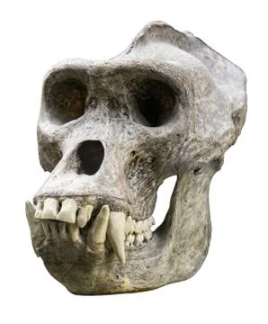 Gorilla skull Stock Photos