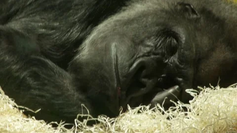 Gorilla sleep, close-up Stock Footage 89844174