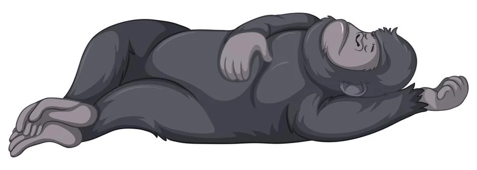 Gorilla sleeping on white background Stock Illustration