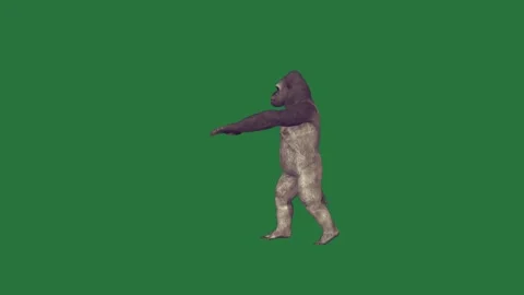 Gorilla standing in front of and on its hinds against walking is jumping figure Stock Footage 335978147