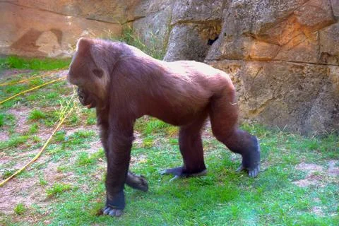 Gorilla standing on the grass Stock Photos