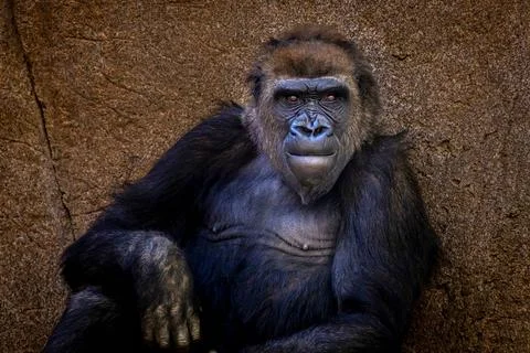 A Gorilla staring 스톡 사진