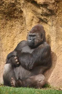Gorilla sunbathing waiting for time to pass Stock Photos