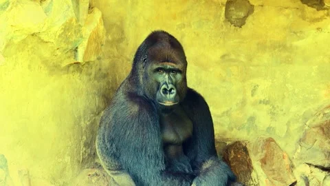 Gorilla as a symbol of primitive man sitting and reflecting on life Stock Footage 272173377