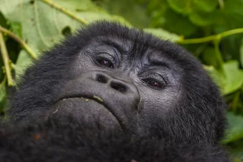 Gorilla taking a break Stock Photos