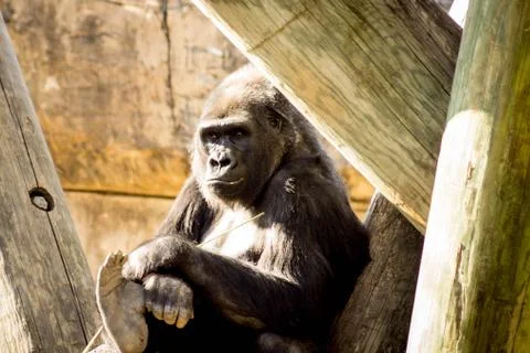 Gorilla taking it easy... Stock Photos