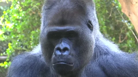 Gorilla is thinking (close up) Stock Footage 61896252