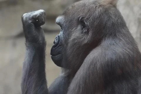 Gorilla Thinking Stock Photos