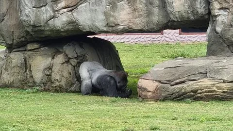 Gorilla thought Stock Photos