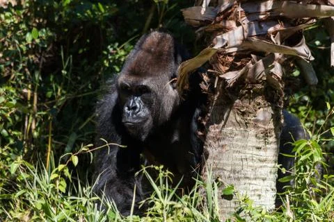 Gorilla Tree Stock Photos